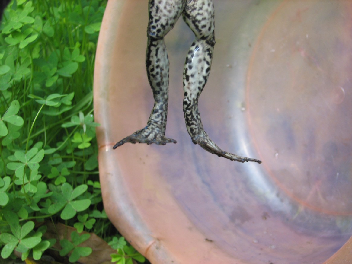 Rana salvata dalla strada - Pelophylax sp. (Sicilia)